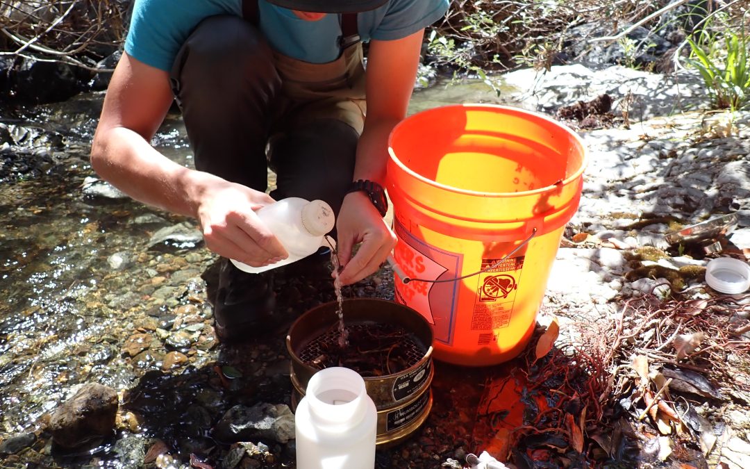 Miossi Charitable Trust Funds Second Year of Creek Health Monitoring in San Luis Obispo