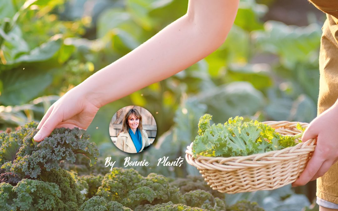 Fall In Love With Cool-Weather Gardening For A Healthy, Hefty Homegrown Harvest