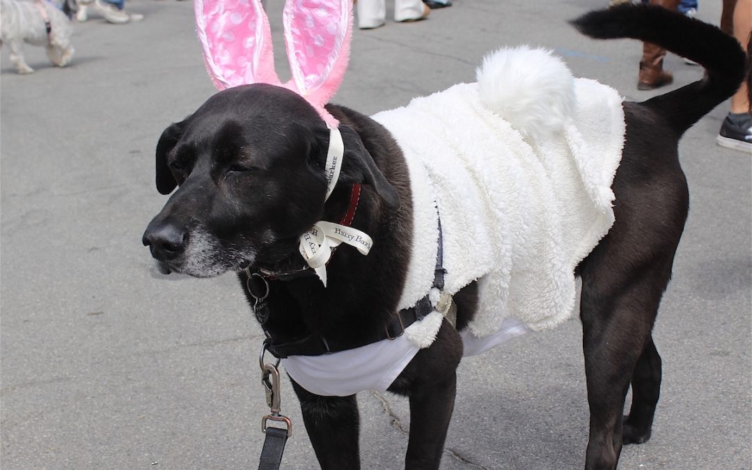Pups on Parade: Cayucos Easter Tradition Charms Crowds