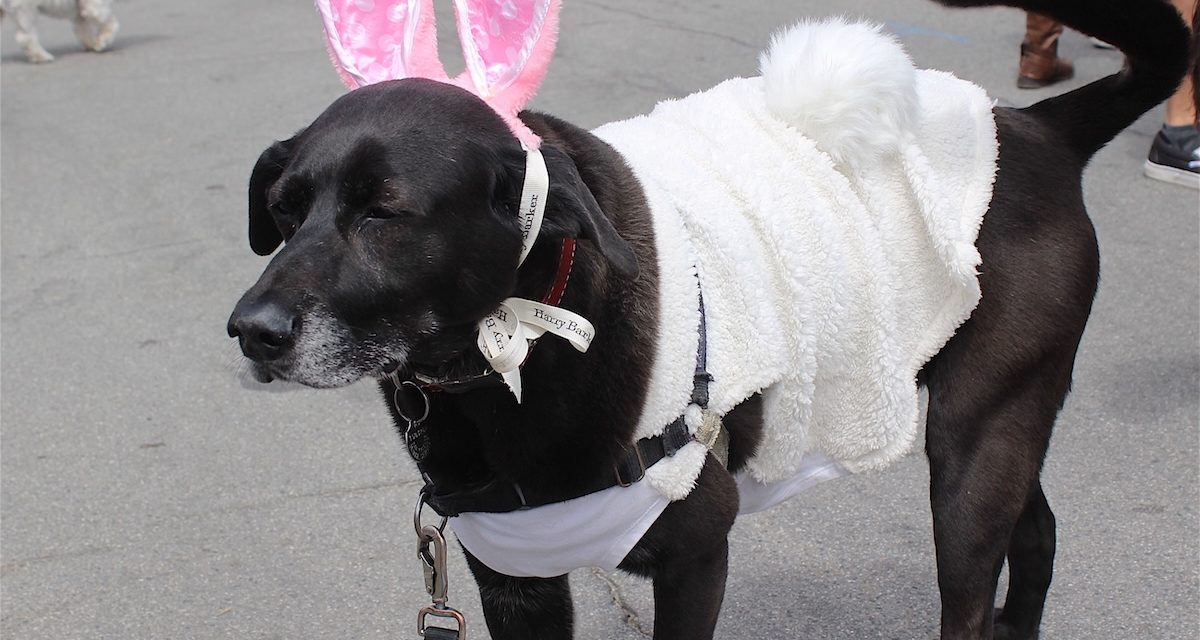 Pups on Parade: Cayucos Easter Tradition Charms Crowds
