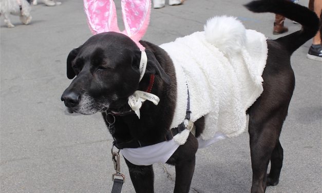 Pups on Parade: Cayucos Easter Tradition Charms Crowds