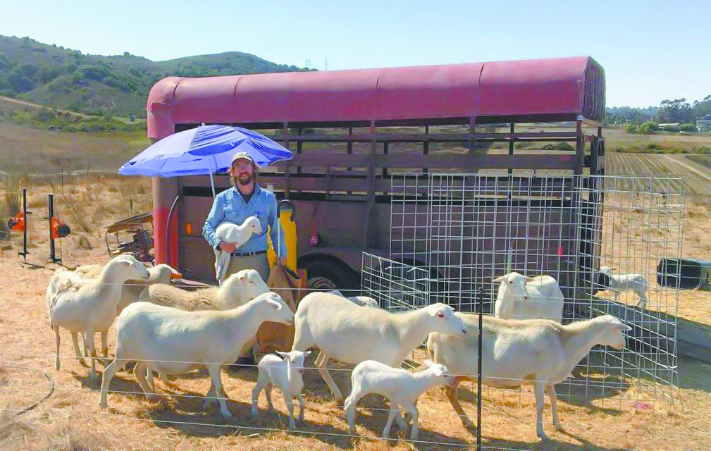 Air Force veteran Robert Barnett and his herd of heritage sheep.