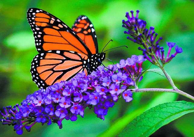 Federal Protection for Monarch Butterfly Warranted but Precluded